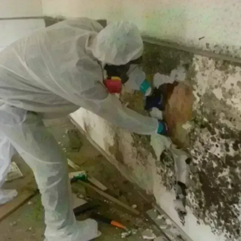 Mold Remediation and Removal in East Hill-Meridian, WA